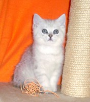 /album/fotogalerie-vrh-b/bastian-dylan-jpg/